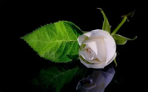 Green Bloome