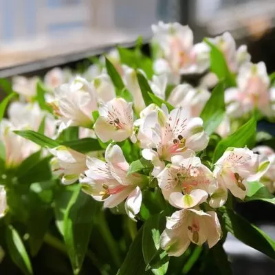 Vẻ Đẹp Vĩnh Cửu