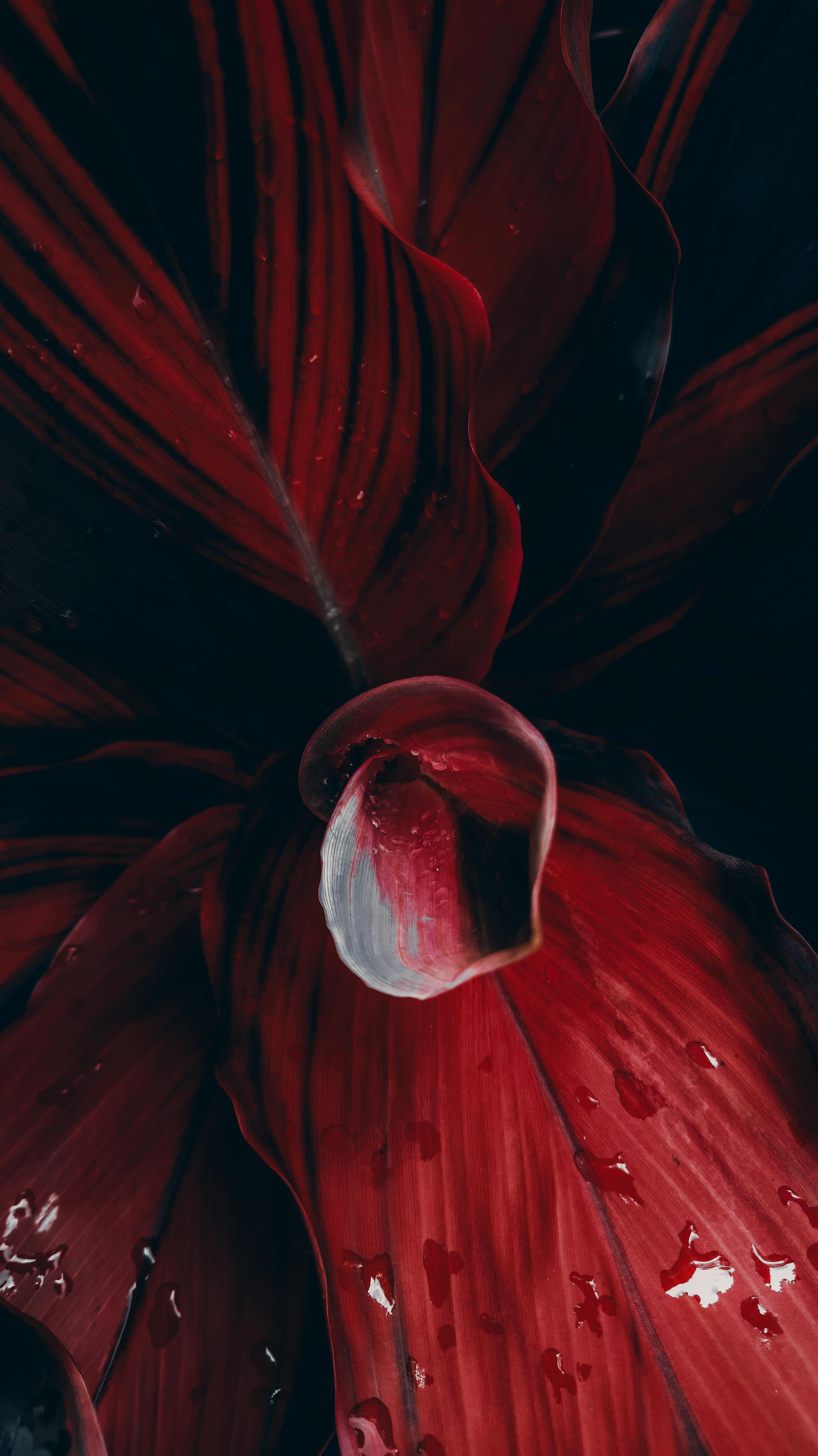 Floral Bloome
